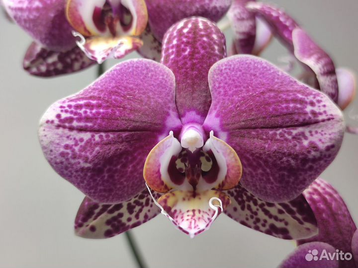 Орхидея фаленопсис редкий сорт