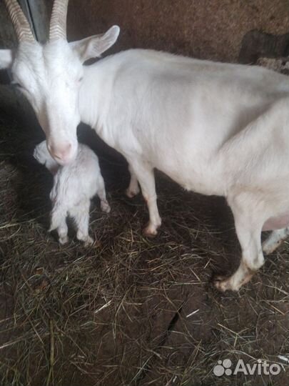 Козел нубийский козы