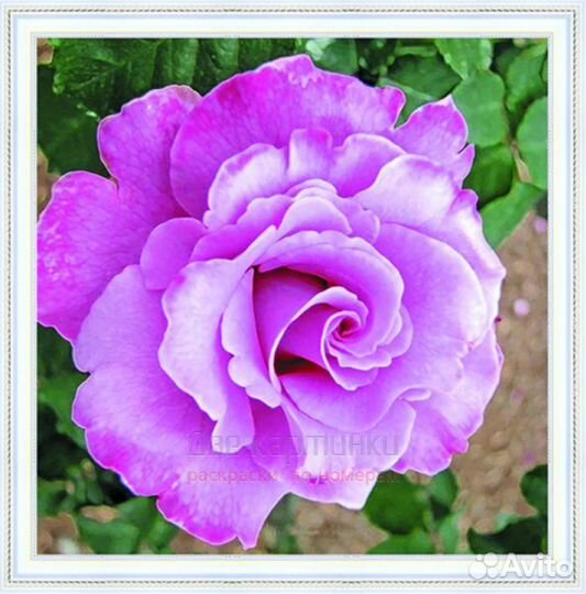 Алмазная мозаика 30x30 Фиолетовая роза