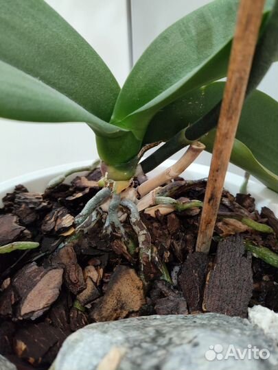 Орхидея фаленопсис