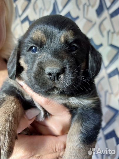 Отдам щенок мальчик