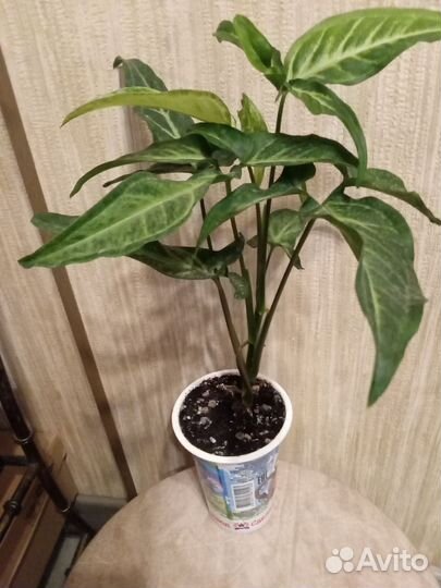 Комнатные цветы. Китайская роза