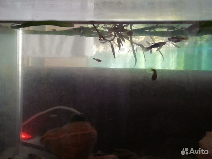 Продам рыбок Гуппи