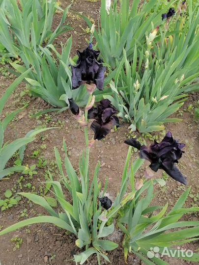 Многолетники