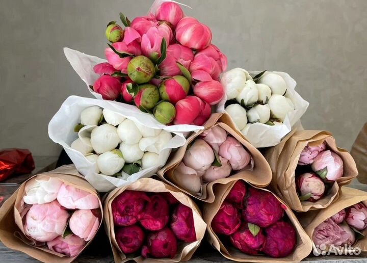 Пионы опт розница