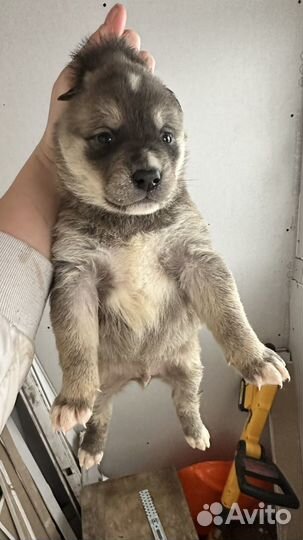 Щенки
