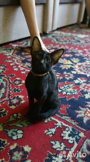 Отдам в добрые руки