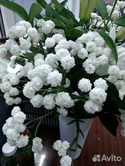 Тысячелистник Птармика (Гипсофила)