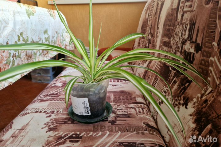 Хлорофитум