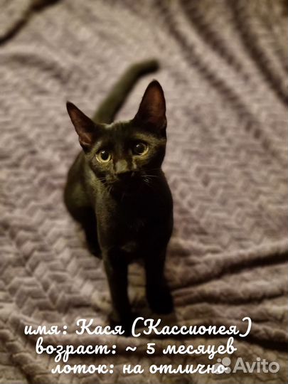 Кошки в добрые руки