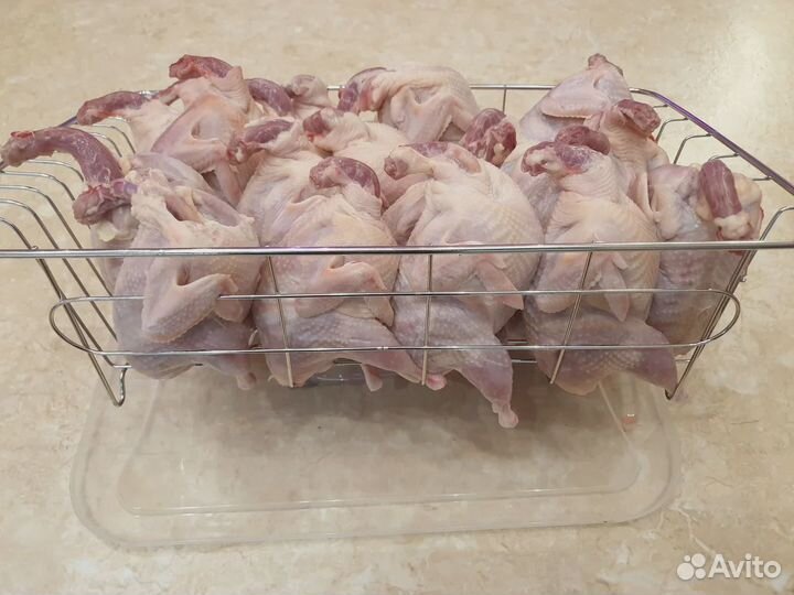 Перепела (техасский)