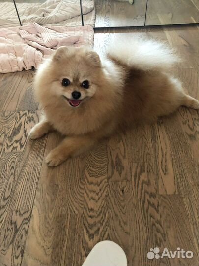 Вязка кобель шпиц