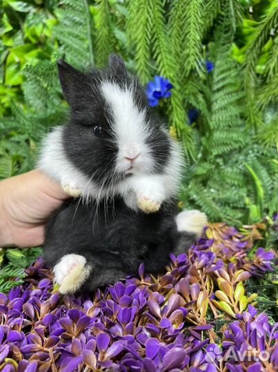 Кролик ищет маму заботливую