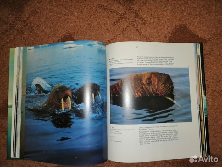 Самый северный заповедный остров Врангеля Альбом