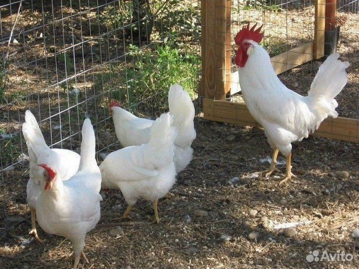 Курица наседка