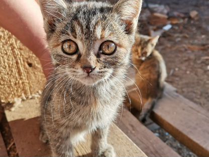 Котёнок в добрые руки, Чернышевск