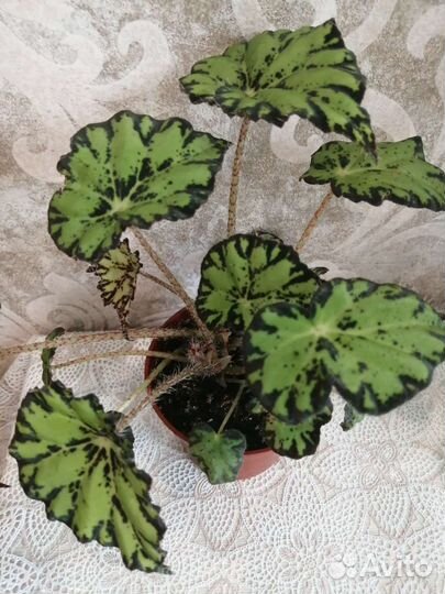 Комнатные цветы