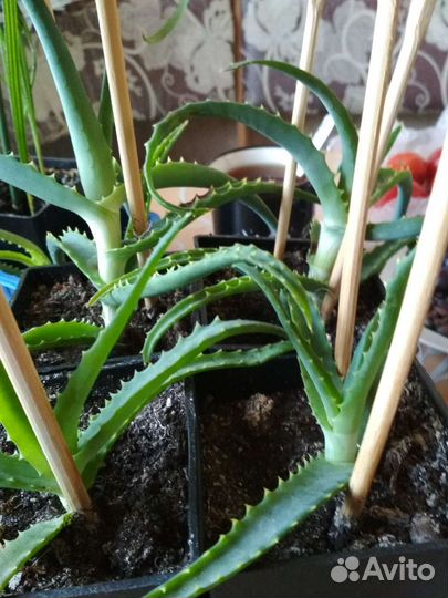 Крассула толстянка, алоэ