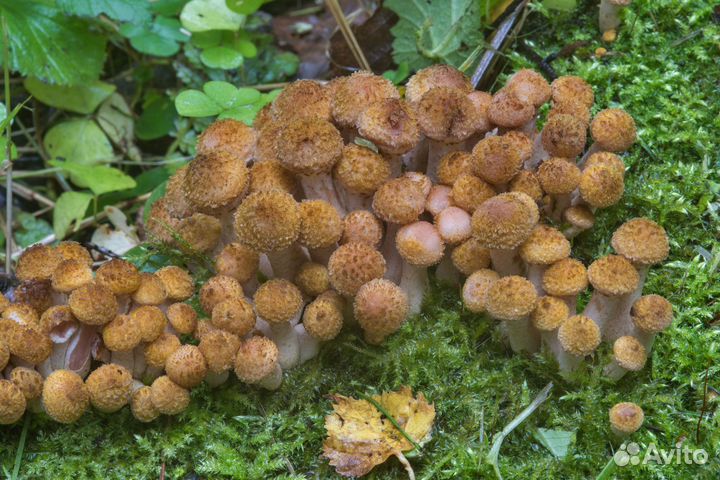 Грибы опята