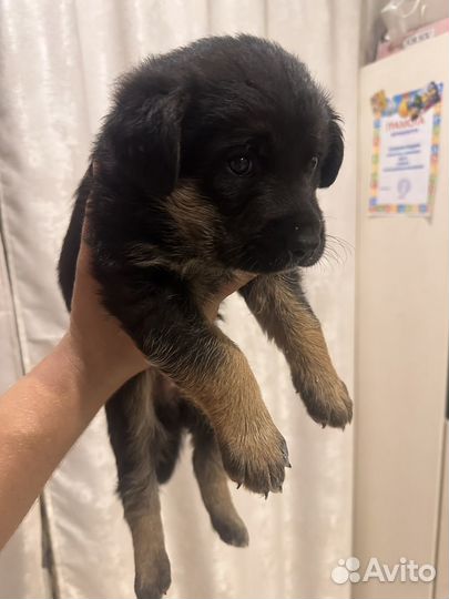 Отдам щенка в добрые руки