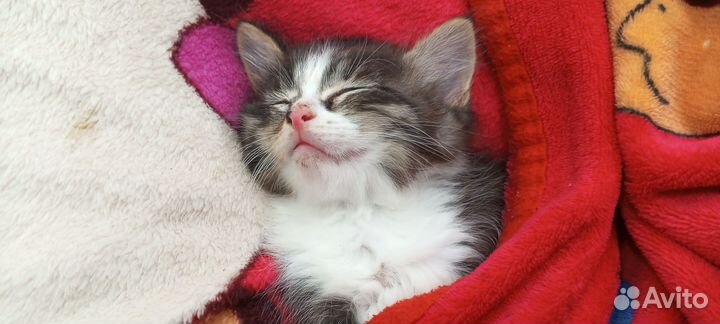 Котёнок в добрые руки