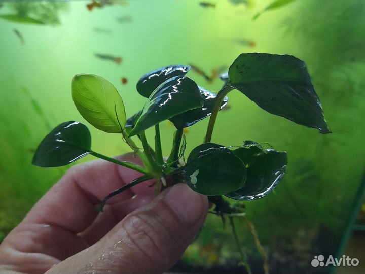 Растения, для аквариума