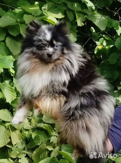 Длинношерстные чихуахуа