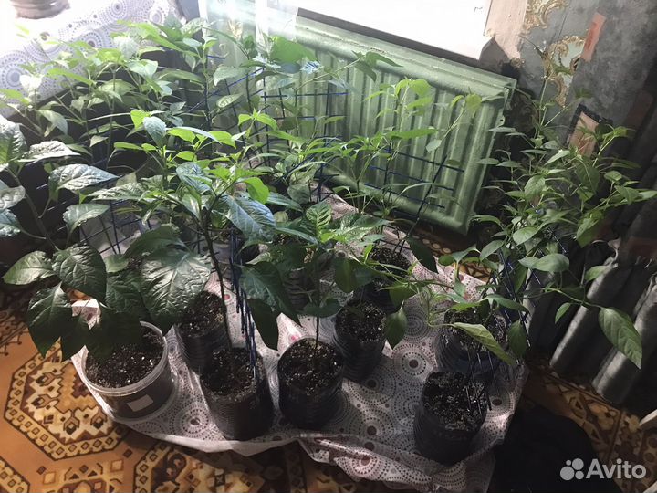 Рассада сверхострого перца