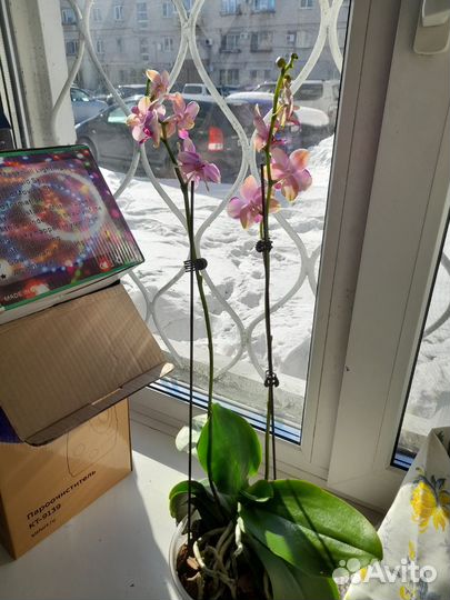 Орхидея фаленопсис