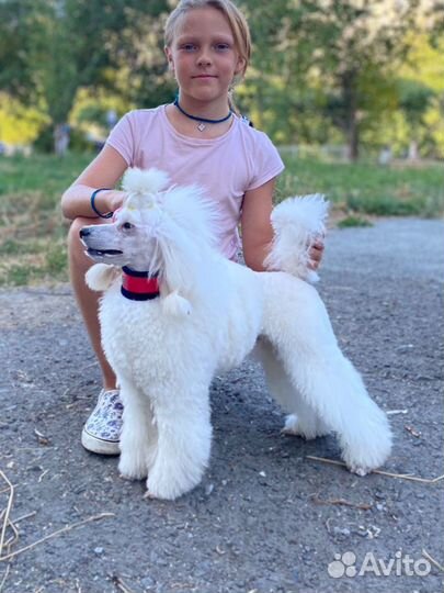 Вязка Карликовый пудель кобель