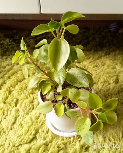 Пеперомия пикси лайм