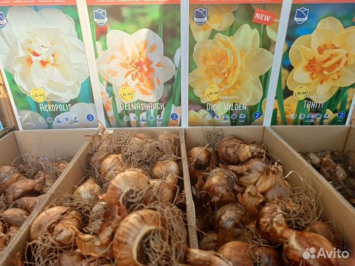 Луковицы нарциссов