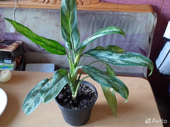 Комнатные растения разные