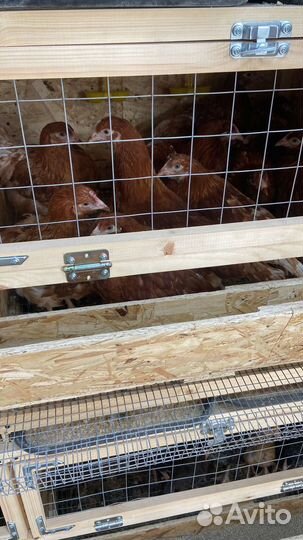 Куры несушки хайсекс и ломан braun