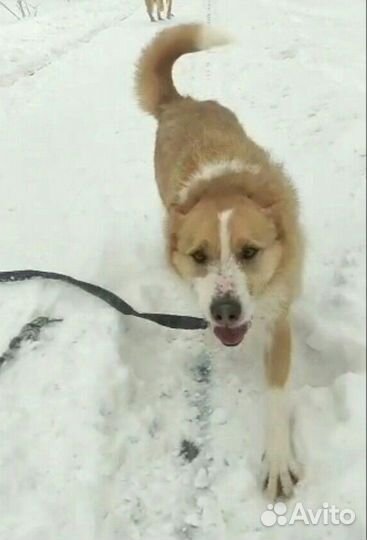 Небольшая собака из приюта в добрые руки