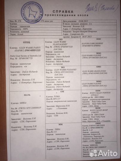 Зааненские козы