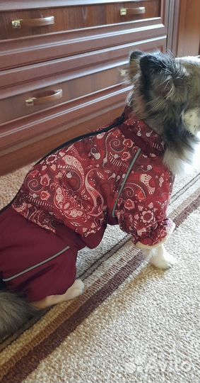 Одежда для собак