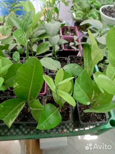 Лимонное дерево