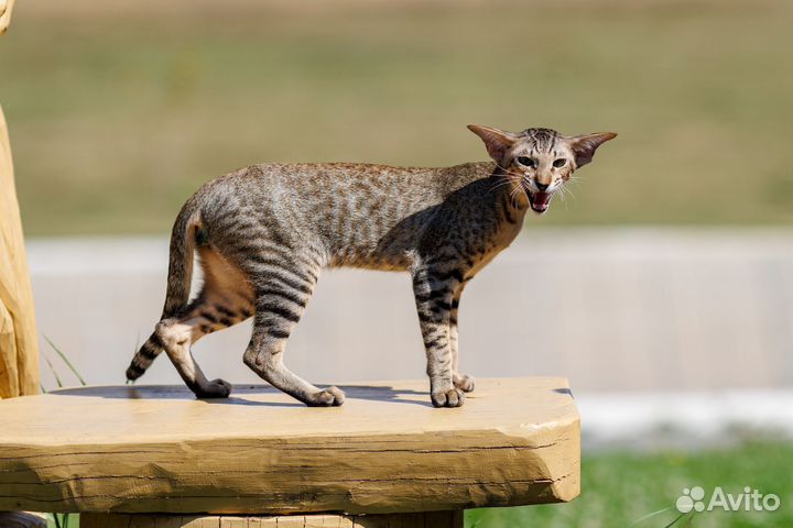 Ориентальный котик Ватсон современного типа