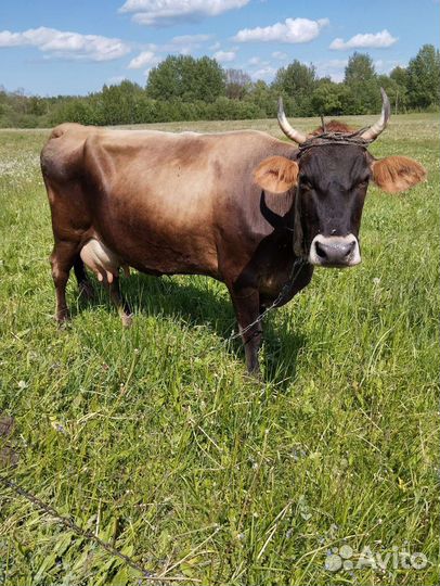 Корова дойная, Стельная