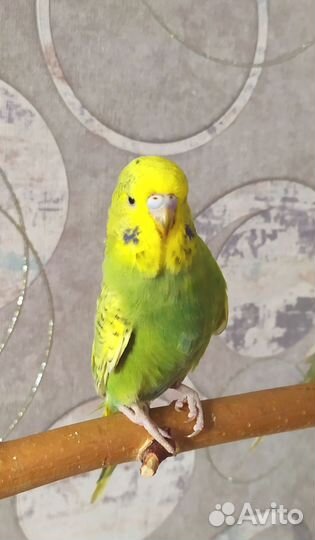 Волнистый попугай, ввп чех