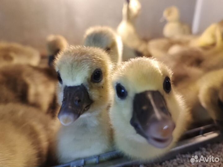 Утки и гуси