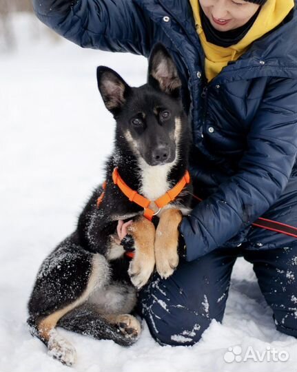Щенок в добрые руки