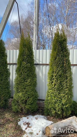 Туя Смарагд extra