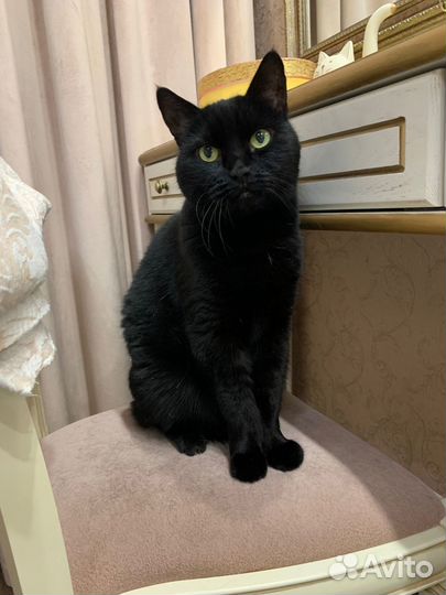 Кошки в добрые руки бесплатно