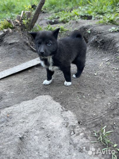 Щенки Западно Сибирской Лайки
