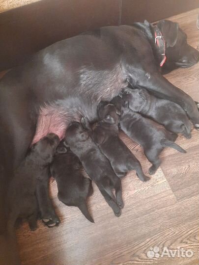 Щенки лабрадора