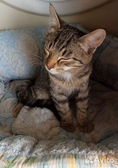 Котенок в добрые руки