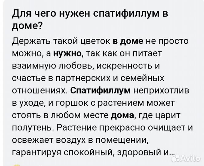 Спатифиллум