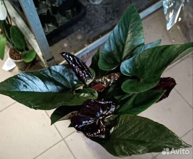 Антуриум Черный дракон(Блек Винер )